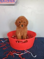 Cherry, a female Cavapoo for sale in Effingham, IL – 1 of 10