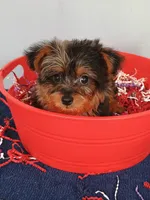 Frankie, a male Yorkshire Terrier for sale in Effingham, IL – 2 of 10