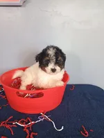 Pumpkin, a male Pomapoo for sale in Effingham, IL – 7 of 10