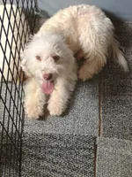 Alex, a male Bichpoo for sale in Effingham, IL – 3 of 6