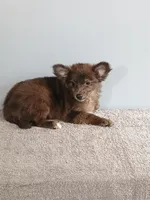 Parker, a male Pomchi for sale in Effingham, IL – 6 of 10