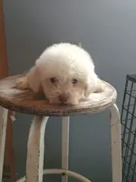 Betty, a female Bichon Frise for sale in Effingham, IL – 6 of 8