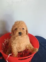 Chelsi, a female Cavapoo for sale in Effingham, IL – 7 of 9