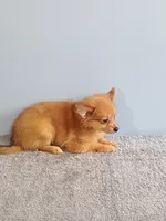 Piper, a female Pomchi for sale in Effingham, IL – 5 of 8