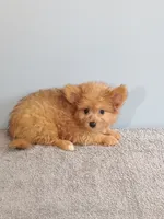 Paul, a male Pomchi for sale in Effingham, IL – 3 of 10