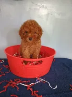 Cherry, a female Cavapoo for sale in Effingham, IL – 3 of 10