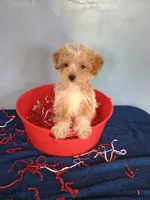 Smiley, a male Havapoo for sale in Effingham, IL – 7 of 10