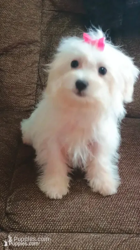 Harley – Maltese puppy for sale in Effingham, IL