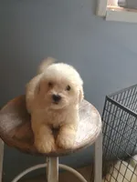 Buster, a male Bichon Frise for sale in Effingham, IL – 7 of 9