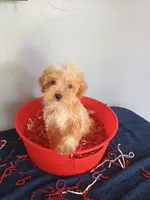 Smiley, a male Havapoo for sale in Effingham, IL – 3 of 10