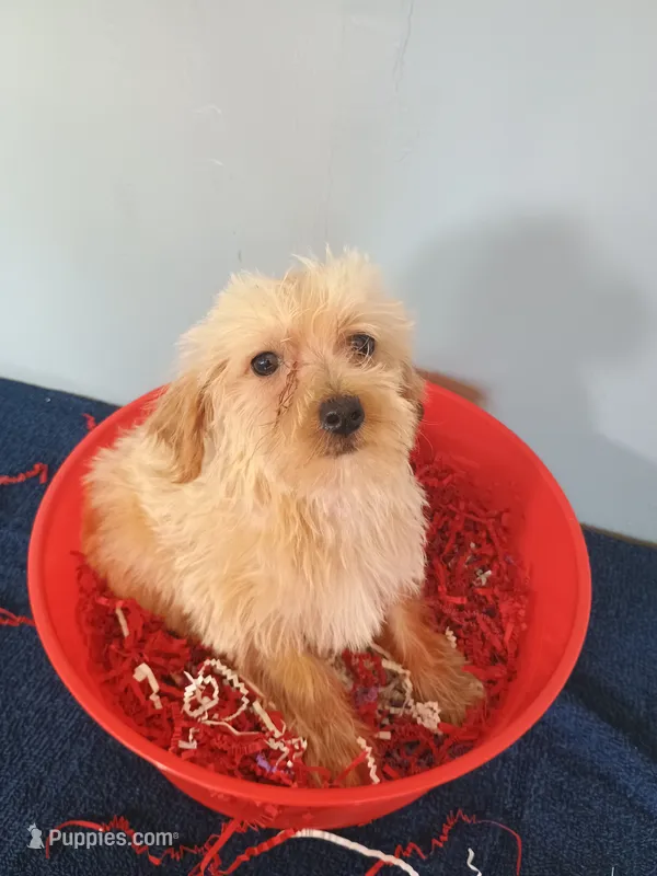 Happy – Havapoo puppy for sale in Effingham, IL