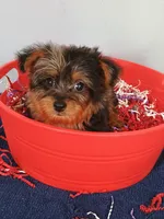 Frankie, a male Yorkshire Terrier for sale in Effingham, IL – 10 of 10