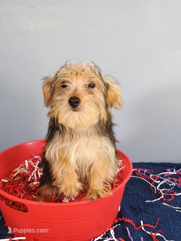 Frannie – Yorkshire Terrier puppy for sale in Effingham, IL