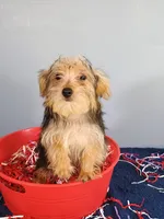 Frannie, a male Yorkshire Terrier for sale in Effingham, IL – 1 of 8