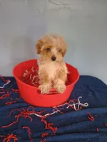Smiley, a male Havapoo for sale in Effingham, IL – 6 of 10
