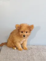Paul, a male Pomchi for sale in Effingham, IL – 6 of 10