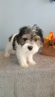 Pinto, a male Morkie for sale in Effingham, IL – 5 of 9