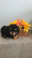 Paulie, a male Poodle - Toy  for sale in Effingham, IL – 9 of 10