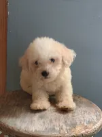 Benny, a male Bichon Frise for sale in Effingham, IL – 8 of 8