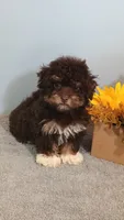 Patti, a female Poodle - Toy  for sale in Effingham, IL – 2 of 6