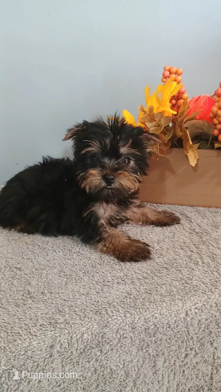 Yvonne – Yorkshire Terrier puppy for sale in Effingham, IL