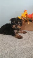 Yvonne, a female Yorkshire Terrier for sale in Effingham, IL – 1 of 3