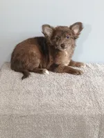 Parker, a male Pomchi for sale in Effingham, IL – 4 of 10