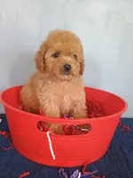 Chelsi, a female Cavapoo for sale in Effingham, IL – 3 of 9