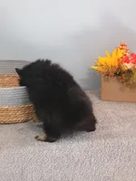 Pixydust, a female Pomeranian for sale in Effingham, IL – 6 of 10