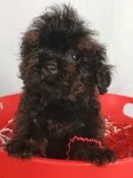 Spartan , a male Cockapoo for sale in Effingham, IL – 6 of 10