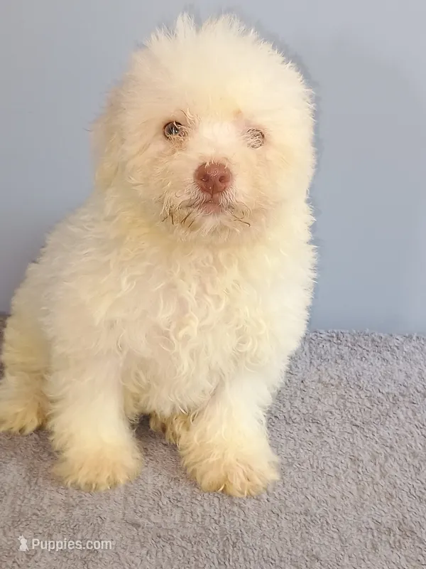 Bixby – Bichon Frise puppy for sale in Effingham, IL