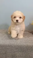 Penny, a female Poodle - Toy  for sale in Effingham, IL – 3 of 7