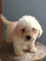 Benny, a male Bichon Frise for sale in Effingham, IL – 4 of 8