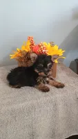 Yager, a male Yorkshire Terrier for sale in Effingham, IL – 2 of 7