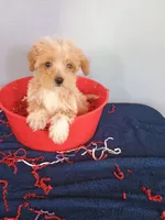 Smiley, a male Havapoo for sale in Effingham, IL – 4 of 10