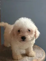 Benny, a male Bichon Frise for sale in Effingham, IL – 3 of 8