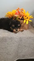 Paulie, a male Poodle - Toy  for sale in Effingham, IL – 10 of 10