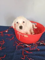 Jumper, a male Westiepoo for sale in Effingham, IL – 2 of 7