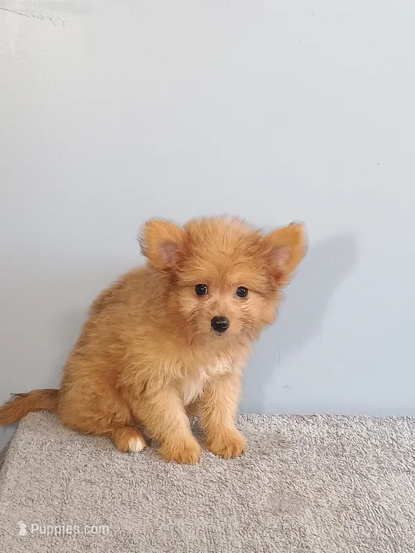 Paul – Pomchi puppy for sale in Effingham, IL