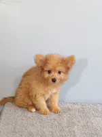 Paul, a male Pomchi for sale in Effingham, IL – 1 of 10
