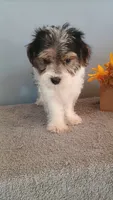 Pinto, a male Morkie for sale in Effingham, IL – 2 of 9