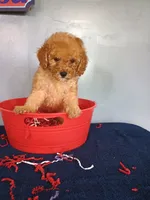 Cheri, a female Cavapoo for sale in Effingham, IL – 7 of 10