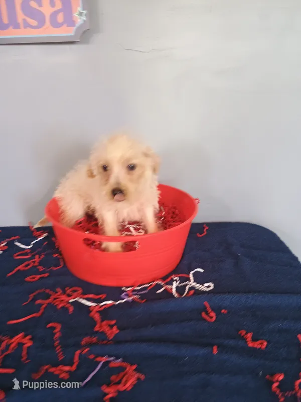 Sweetie – Havapoo puppy for sale in Effingham, IL