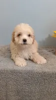 Penny, a female Poodle - Toy  for sale in Effingham, IL – 2 of 7