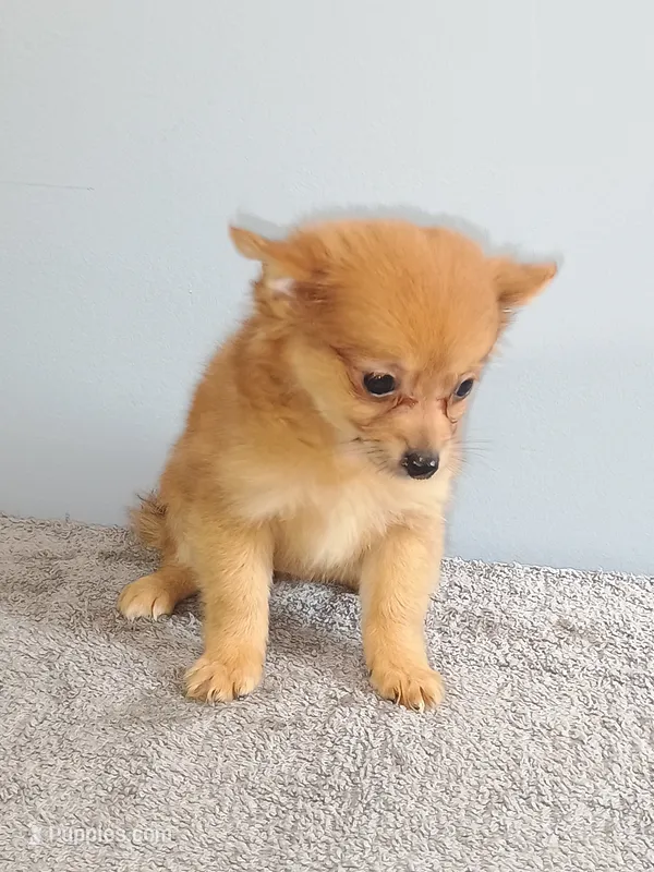 Piper – Pomchi puppy for sale in Effingham, IL