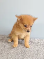 Piper, a female Pomchi for sale in Effingham, IL – 1 of 8