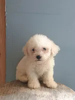 Benny, a male Bichon Frise for sale in Effingham, IL – 2 of 8