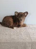 Parker, a male Pomchi for sale in Effingham, IL – 8 of 10