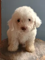 Bixby, a male Bichon Frise for sale in Effingham, IL – 5 of 5