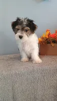 Pinto, a male Morkie for sale in Effingham, IL – 8 of 9